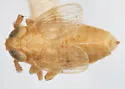 Delphacodes quadridentis - photo 2