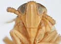 Delphacodes quadridentis - photo 3