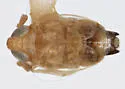 Delphacodes quadridentis - photo 5