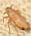 Delphacodes recurvata