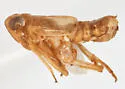 Delphacodes recurvata - photo 2