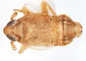 Delphacodes recurvata - photo 3