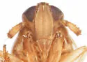 Delphacodes recurvata - photo 4