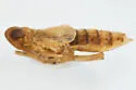 Delphacodes scolochloa