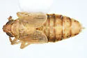 Delphacodes scolochloa - photo 2