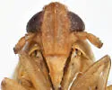 Delphacodes scolochloa - photo 3