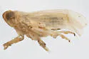 Delphacodes scolochloa - photo 4