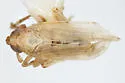 Delphacodes scolochloa - photo 5