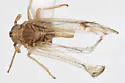 Delphacodes silvae - photo 2