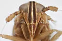 Delphacodes silvae - photo 3