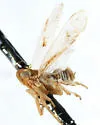 Delphacodes stricklandi