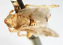 Delphacodes stricklandi - photo 2