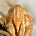 Delphacodes stricklandi - photo 3