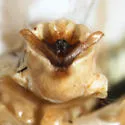 Delphacodes stricklandi - photo 4