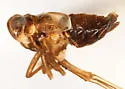 Delphacodes sucinea