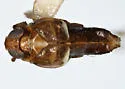 Delphacodes sucinea - photo 2