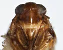 Delphacodes sucinea - photo 3