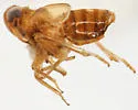 Delphacodes sucinea - photo 4