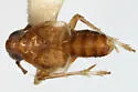 Delphacodes sucinea - photo 5