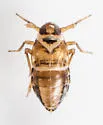 Delphacodes trimaculata