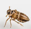 Delphacodes trimaculata - photo 2