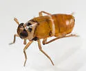 Delphacodes trimaculata - photo 3