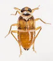 Delphacodes trimaculata - photo 4
