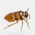 Delphacodes trimaculata - photo 5