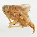 Delphacodes truncata