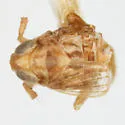 Delphacodes truncata - photo 2