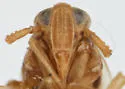 Delphacodes truncata - photo 3