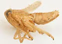 Delphacodes turgida