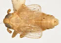 Delphacodes turgida - photo 2