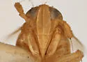 Delphacodes turgida - photo 3