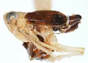 Delphacodes turgida - photo 4