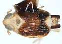 Delphacodes turgida - photo 5