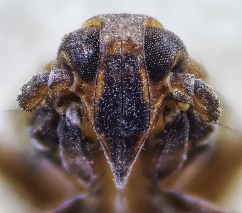 Delphacodes venosus - photo 2