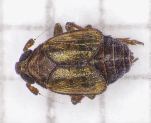 Delphacodes venosus - photo 3