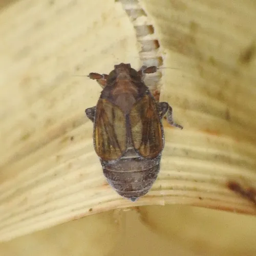 Delphacodes venosus - photo 4