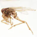 Delphacodes waldeni