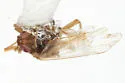Delphacodes waldeni - photo 2
