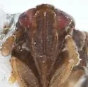 Delphacodes waldeni - photo 3