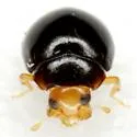 Whitefly Predatory Lady Beetle - Delphastus pusillus