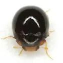 Whitefly Predatory Lady Beetle - photo 2