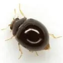 Whitefly Predatory Lady Beetle - photo 3