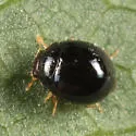 Whitefly Predatory Lady Beetle - photo 4