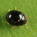 Whitefly Predatory Lady Beetle - photo 5
