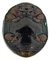 Delphastus sonoricus - photo 3