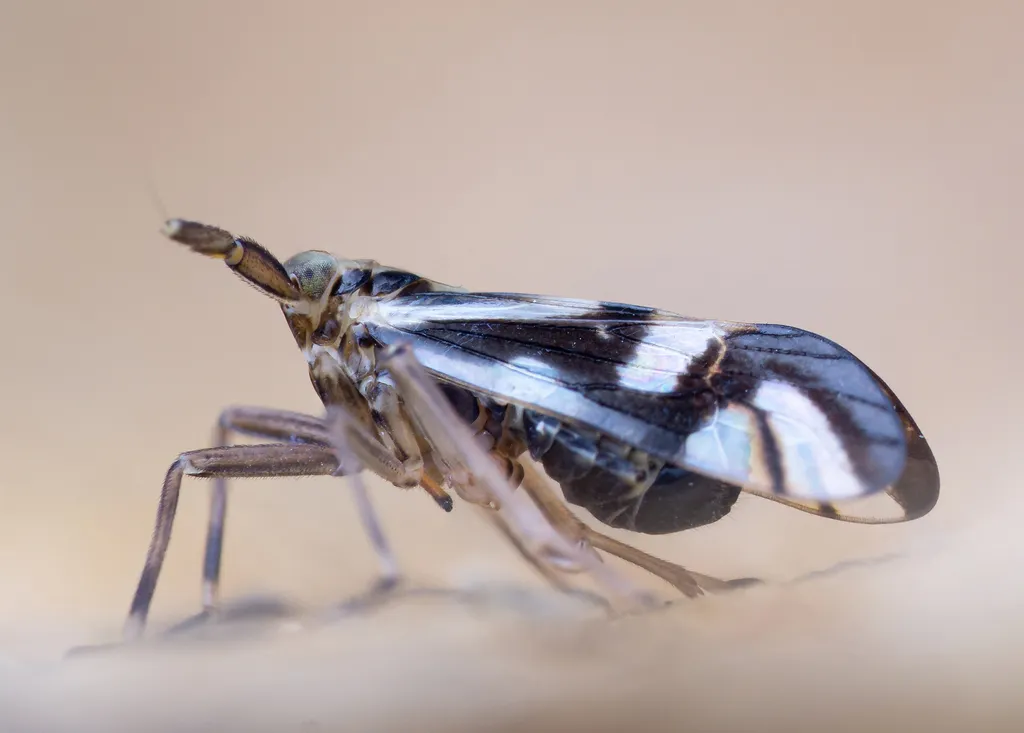 Delphax crassicornis - photo 2