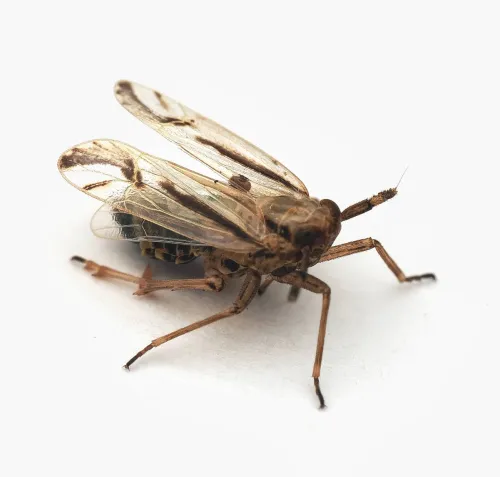 Delphax pulchellus - Delphax pulchellus